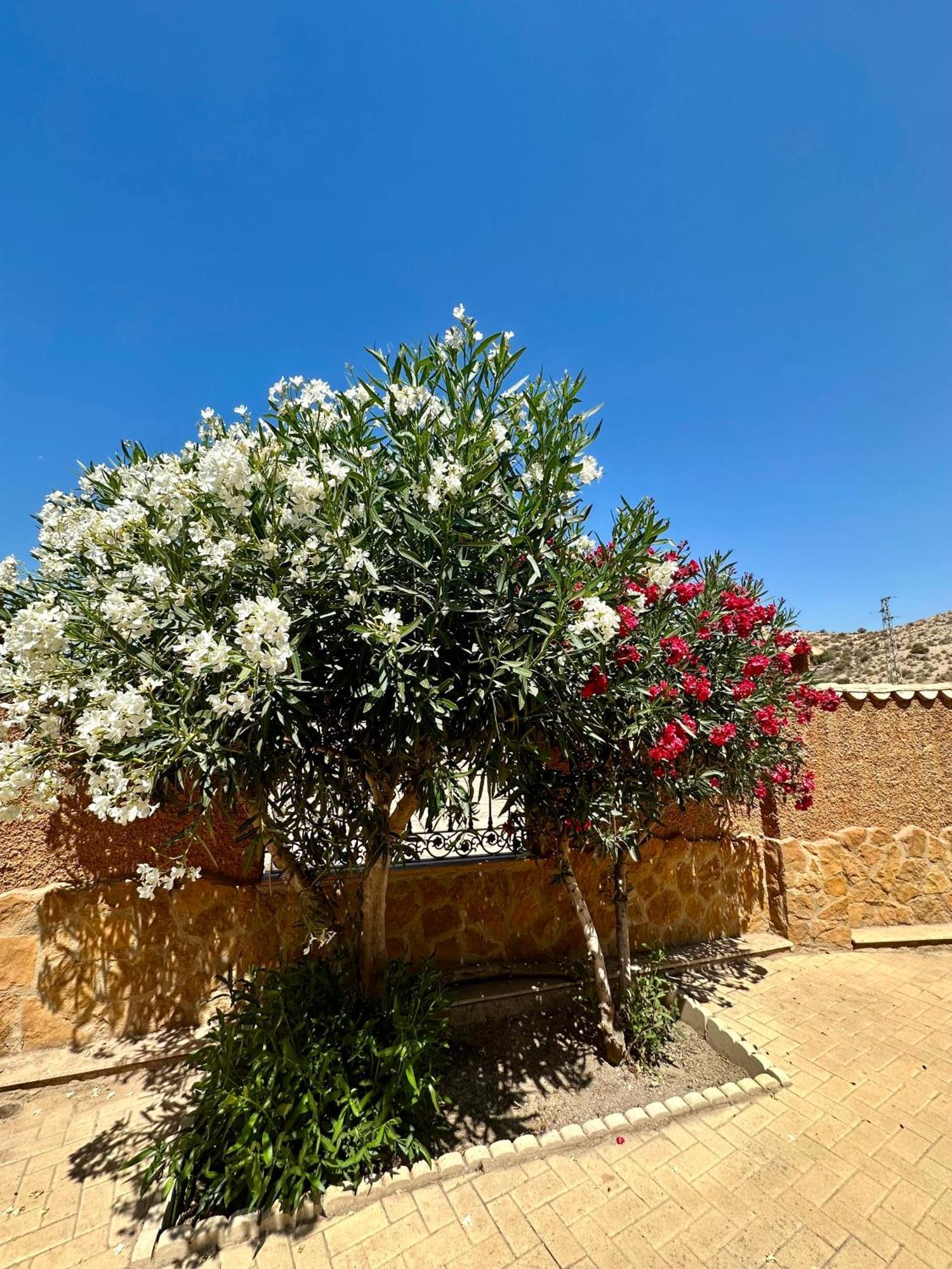 Casa Rural El Pomelo Сурхена Экстерьер фото